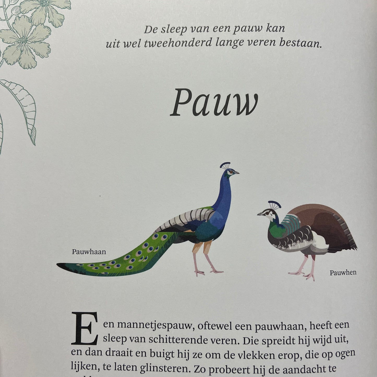 Het dikke boek van...