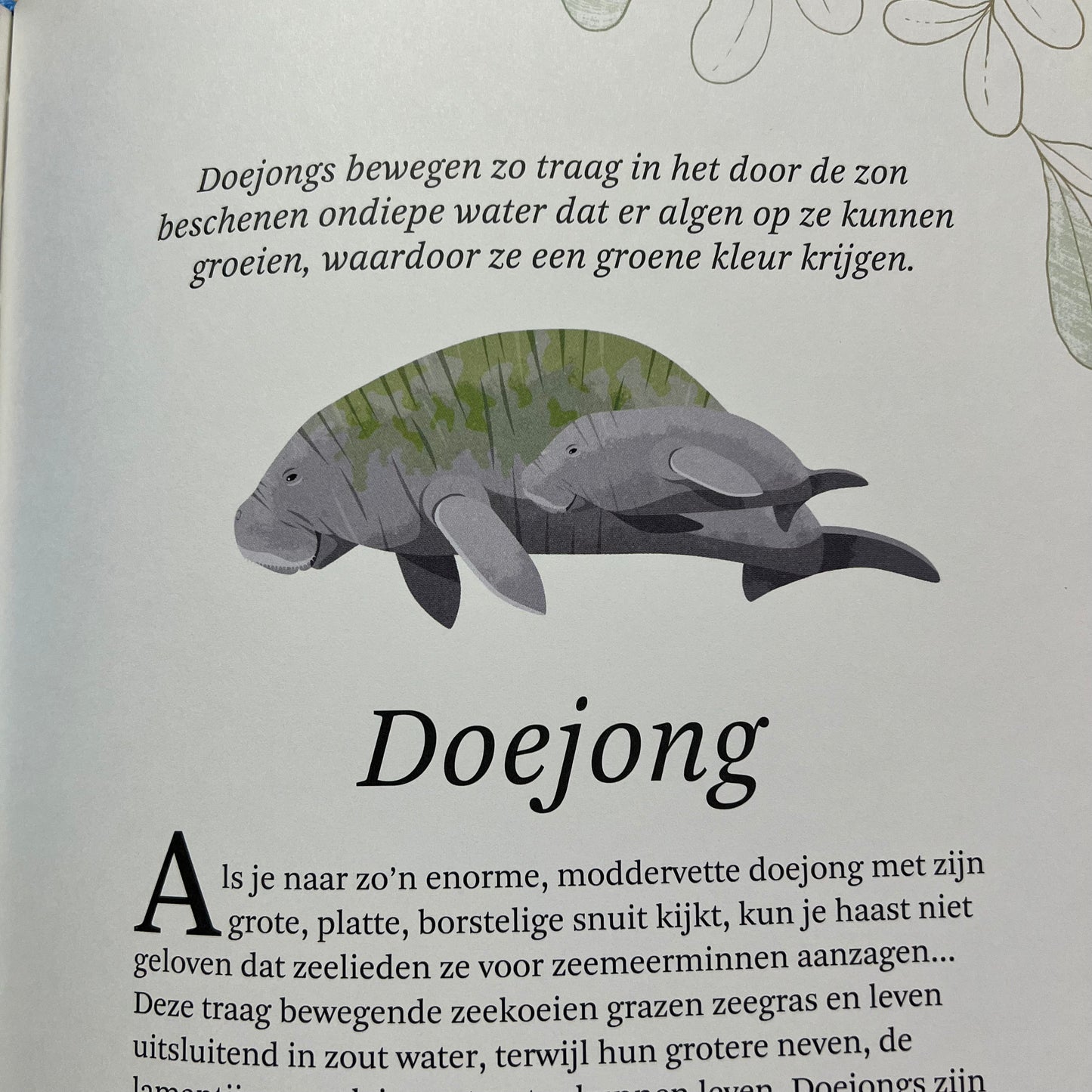 Het dikke boek van...