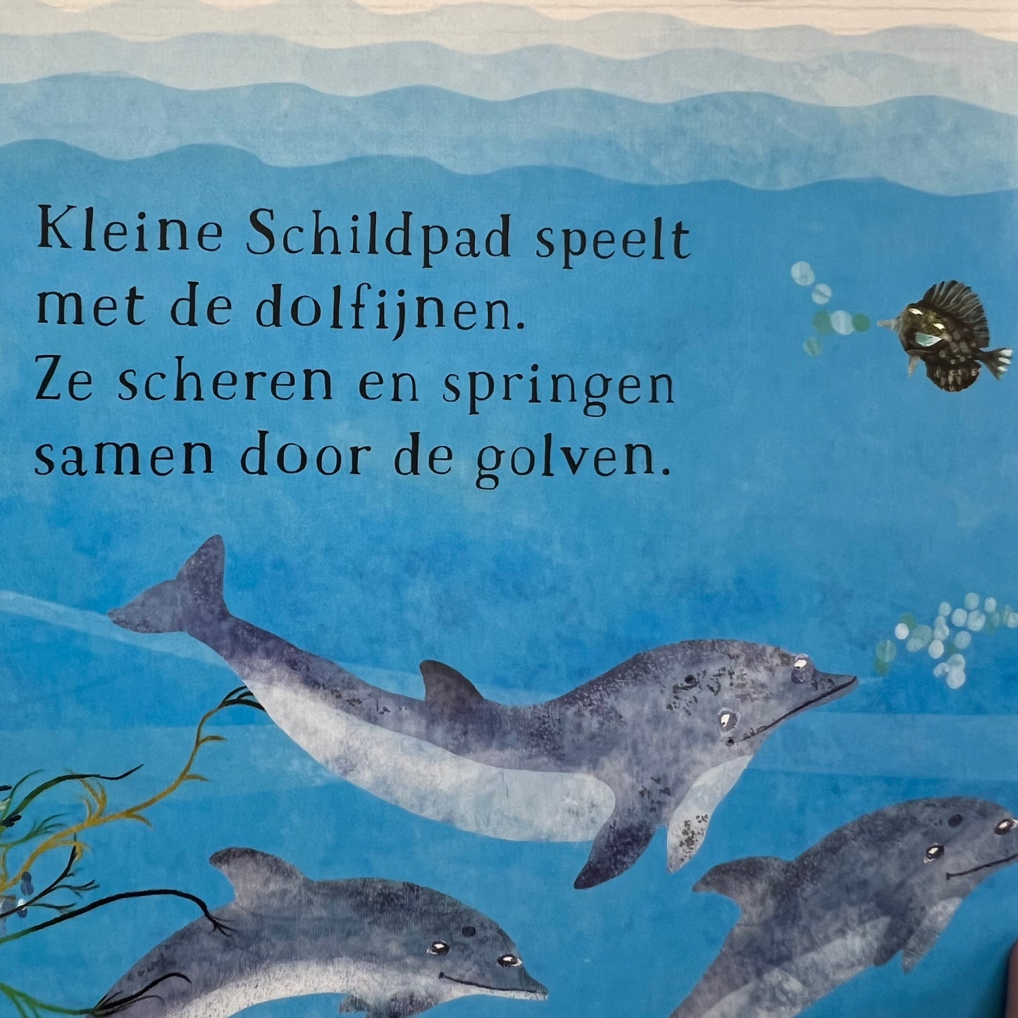 Het zeeboek van kleine schildpad