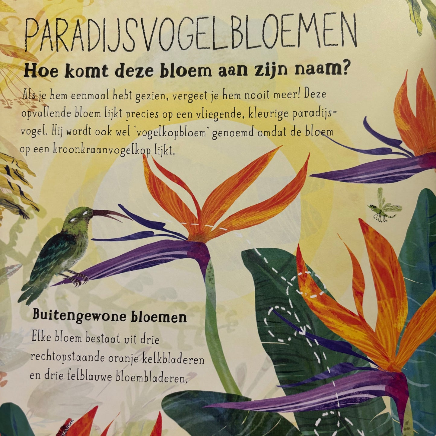 Het briljante bloemen boek