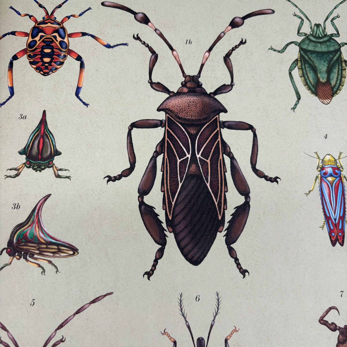 Insecten