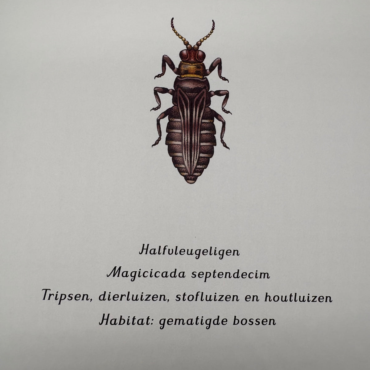 Insecten