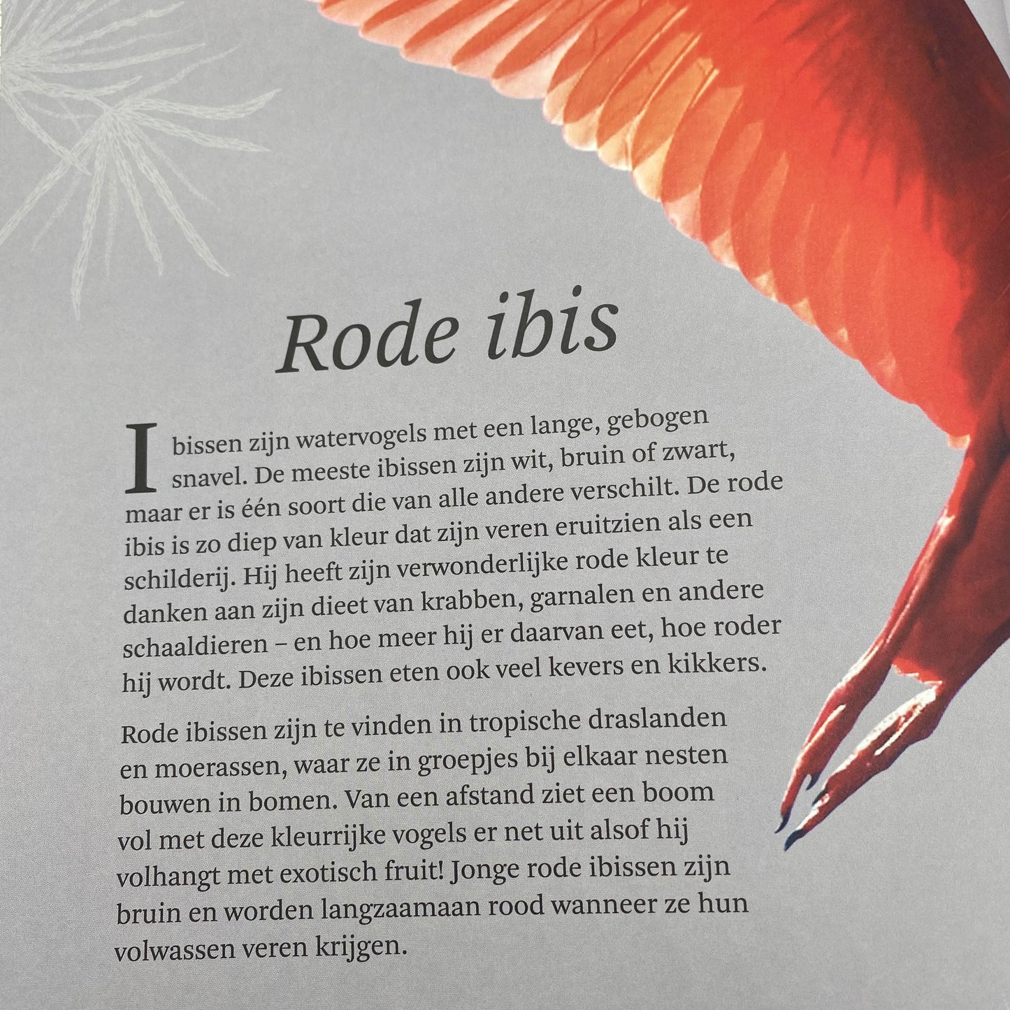 Het dikke boek van...
